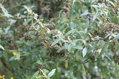 Buddleja parviflora
