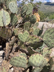 Opuntia engelmannii