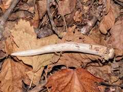 Capreolus capreolus