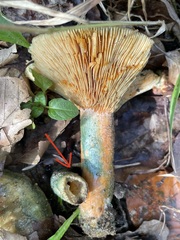 Lactarius deterrimus