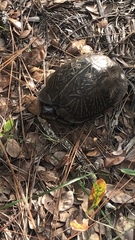 Terrapene carolina bauri