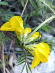 Hippocrepis comosa