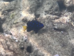 Microspathodon chrysurus