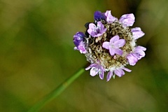 Armeria maritima elongata