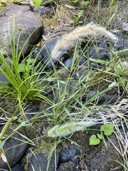 Polypogon monspeliensis
