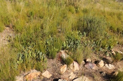 Protea acaulos