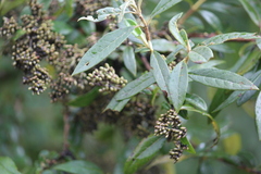 Buddleja parviflora