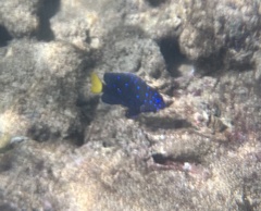 Microspathodon chrysurus