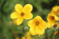 Bidens serrulata