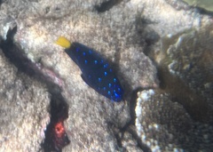 Microspathodon chrysurus