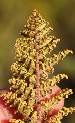 Anemia caffrorum