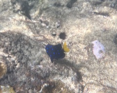 Microspathodon chrysurus