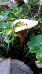 Hygrophoropsis