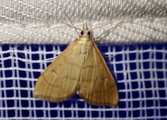 Anania crocealis