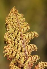 Anemia caffrorum