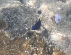 Microspathodon chrysurus