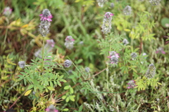 Dalea bicolor
