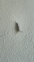 Dasychira meridionalis