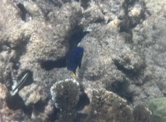 Microspathodon chrysurus