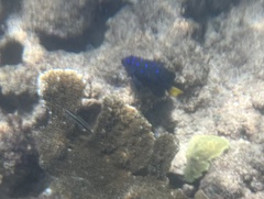 Microspathodon chrysurus