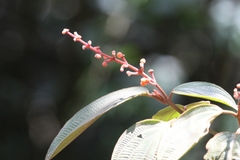 Miconia albicans