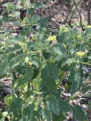 Physalis hederifolia