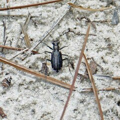 Cicindela punctulata punctulata