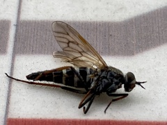 Therevidae