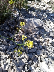 Biscutella laevigata