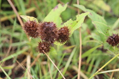 Lepechinia caulescens