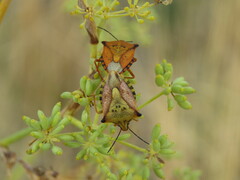 Carpocoris mediterraneus