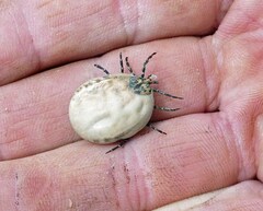 Amblyomma tuberculatum