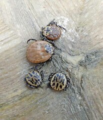 Amblyomma tuberculatum