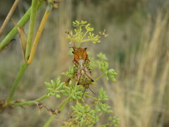 Carpocoris mediterraneus