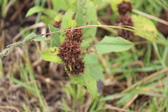 Lepechinia caulescens