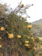Leucospermum lineare