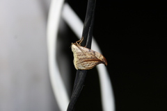 Drepana arcuata