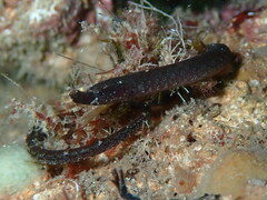 Nerophis lumbriciformis