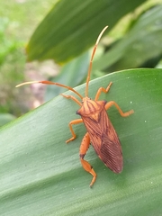 Melucha quadrivittis