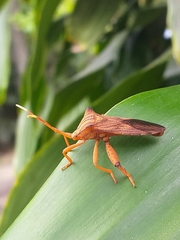 Melucha quadrivittis