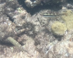 Halichoeres maculipinna