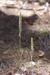 Platanthera yadonii