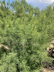 Vachellia constricta