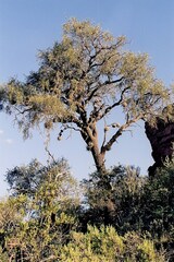Aspidosperma quebracho-blanco