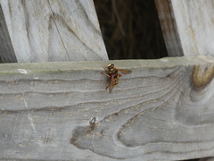 Milesia crabroniformis