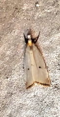 Argyria gonogramma