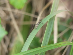 Micrelytra fossularum