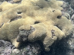 Palythoa caribaeorum