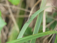 Micrelytra fossularum