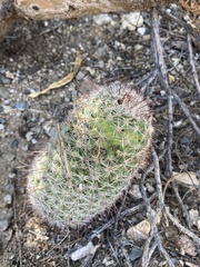 Mammillaria grahamii